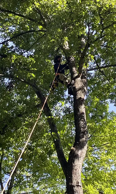 A climber tied in high in a leafy tree, seen from the ground
