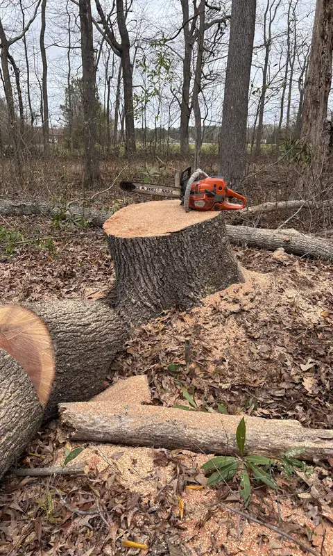 A felled trunk cut into rounds, with a chainsaw resting on the fresh stump