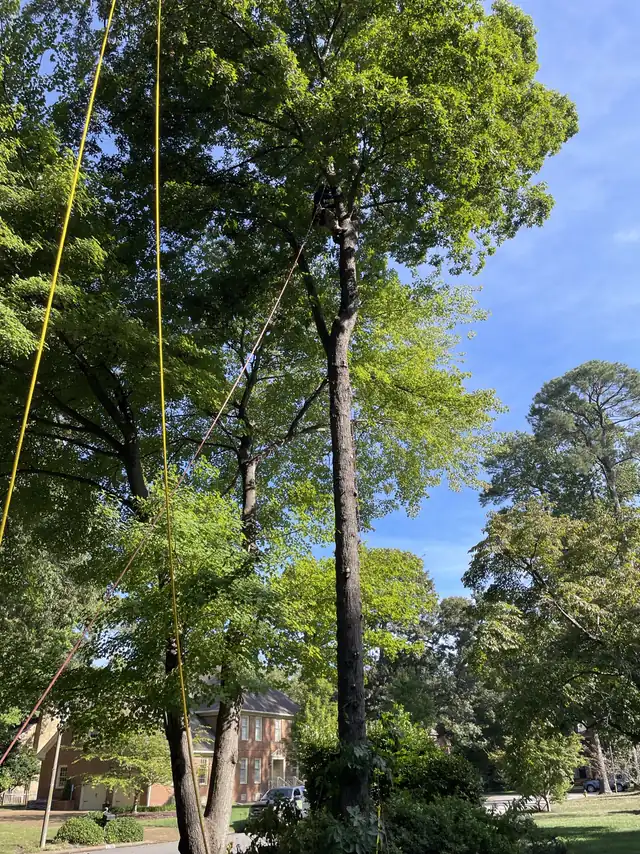 A climber high in a tall tree next to a brick house, with ropes running down to the ground crew