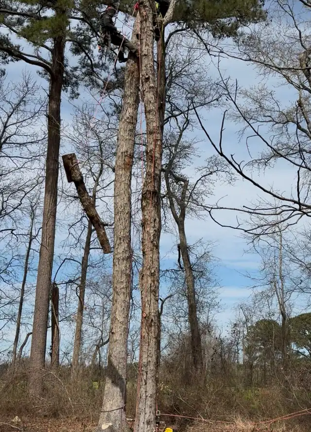 A cut section of trunk hanging from a rope as a climber takes a tall pine down from the top